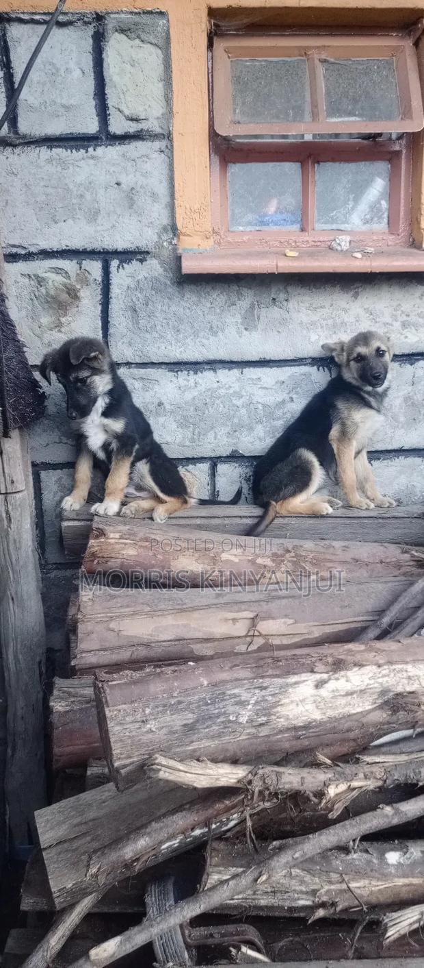 3-6 months Female Mixed Breed German Shepherd