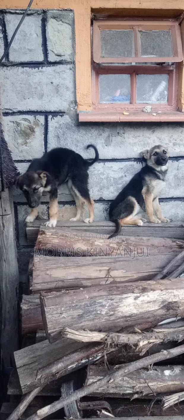 3-6 months Female Mixed Breed German Shepherd - thumbnail 3