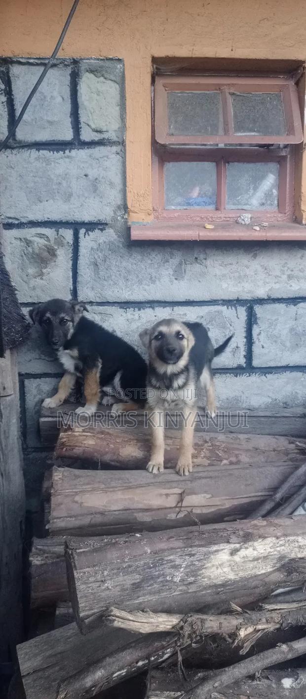 3-6 months Female Mixed Breed German Shepherd - thumbnail 5