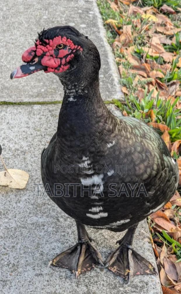 Muscovy Ducks - main view