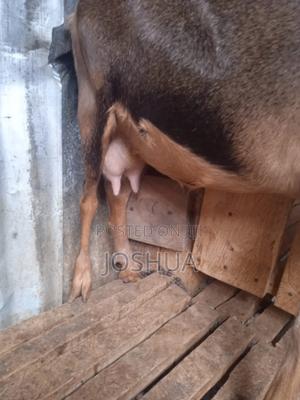 German Alpine Female (Inkid) - thumbnail 3