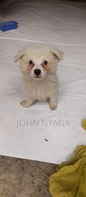 1-3 months Male Purebred Dalmatian - thumbnail 2