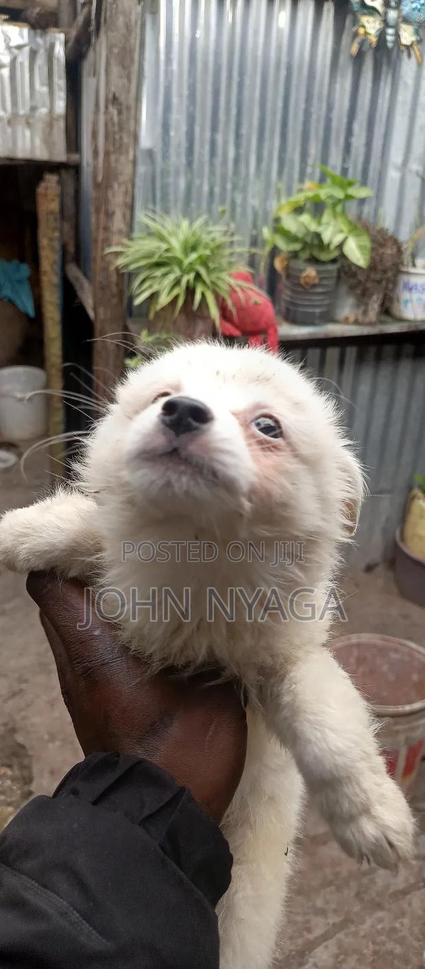 1-3 months Male Purebred Dalmatian - thumbnail 5