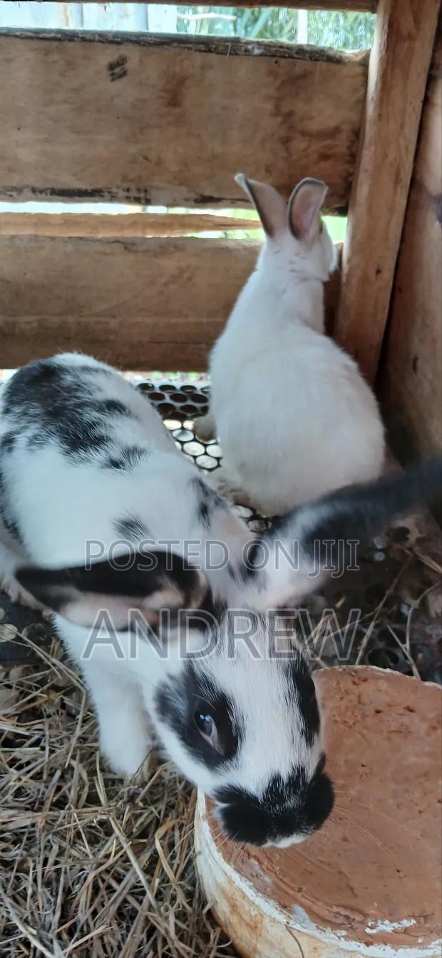 Rabbit for Sale