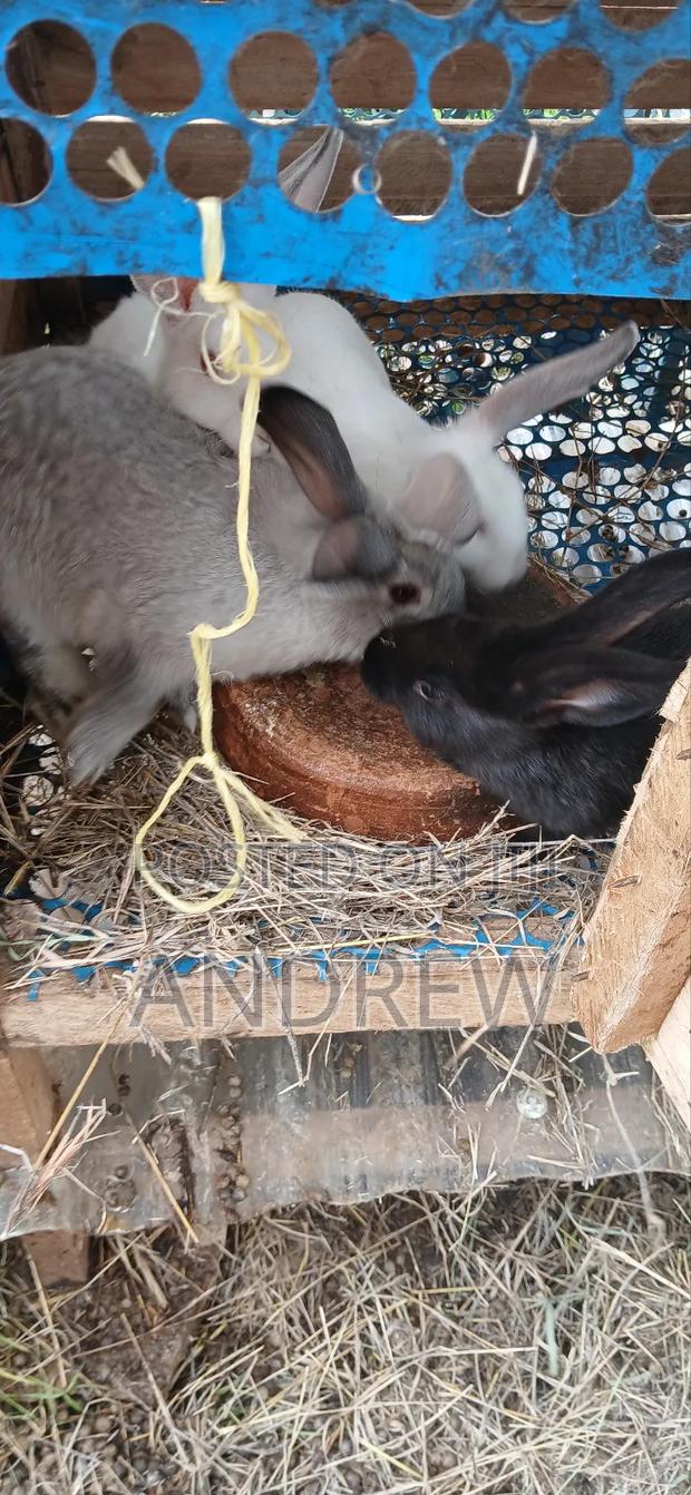 Rabbit for Sale - thumbnail 2