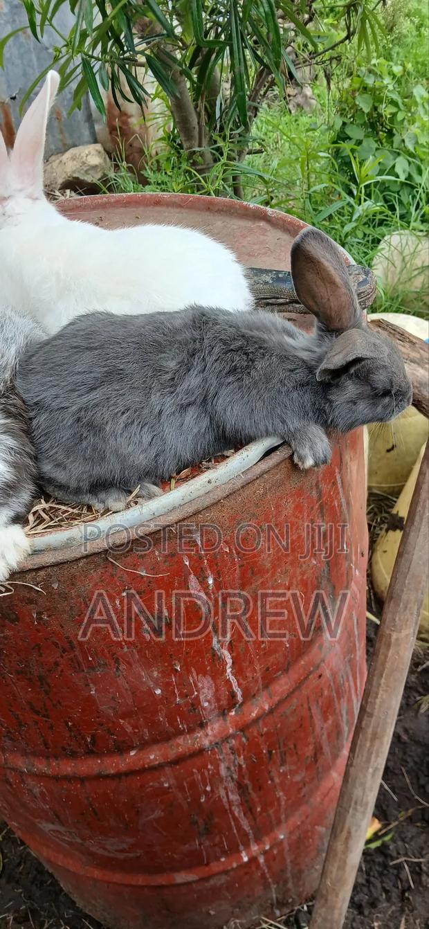 Rabbit for Sale - thumbnail 5