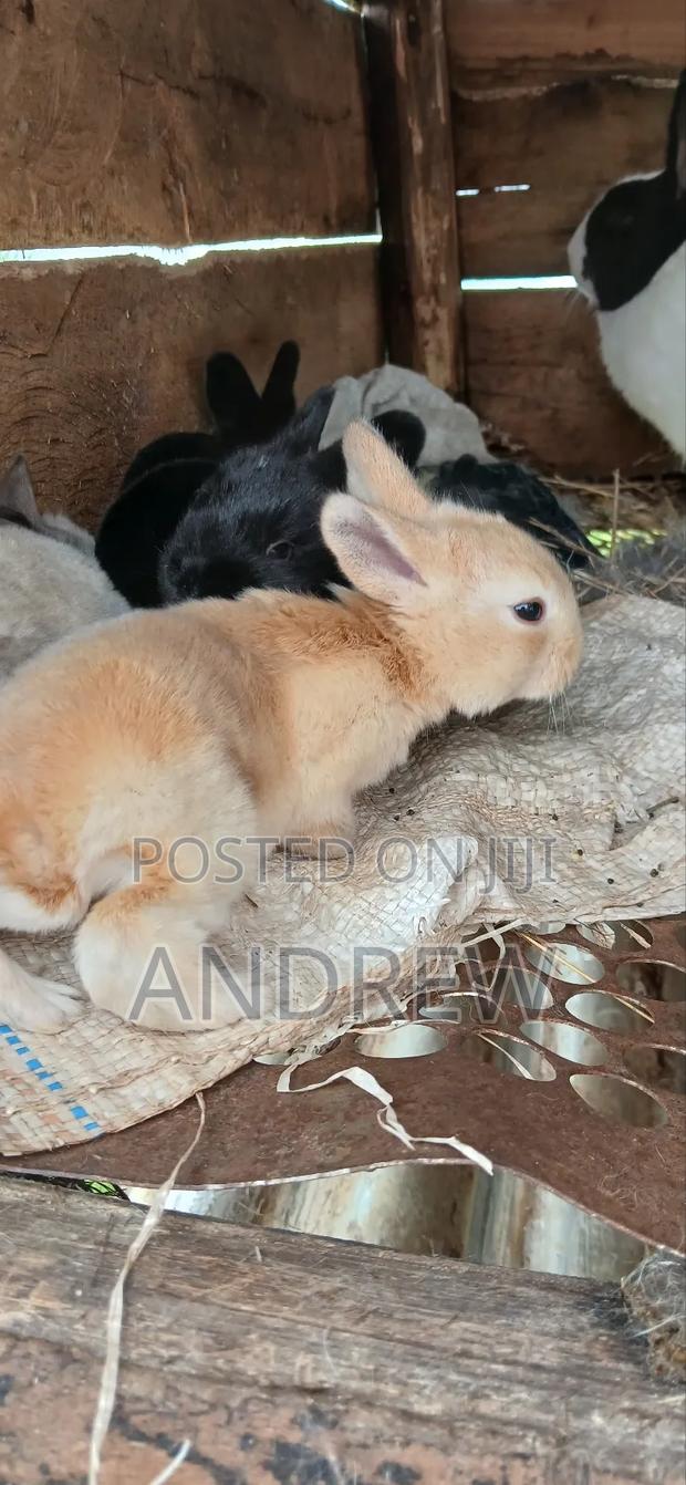 Rabbit for Sale - thumbnail 6