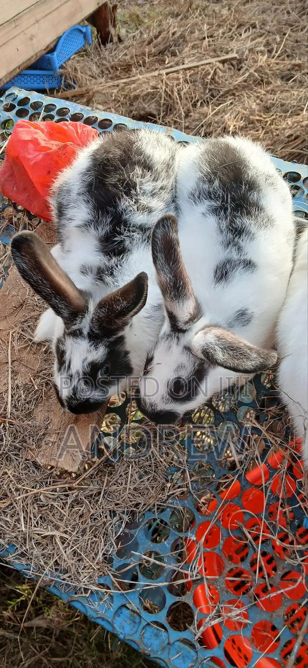 Rabbit Meat - thumbnail 6
