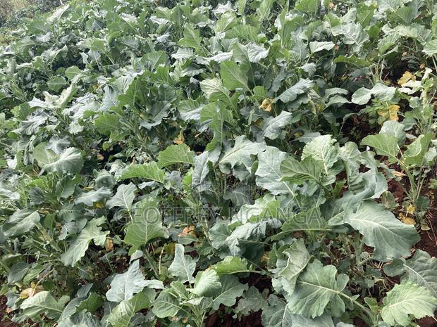 Sukuma Wiki (Kales) - thumbnail 2