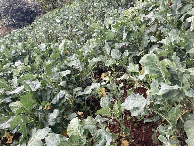 Sukuma Wiki (Kales) - thumbnail 3