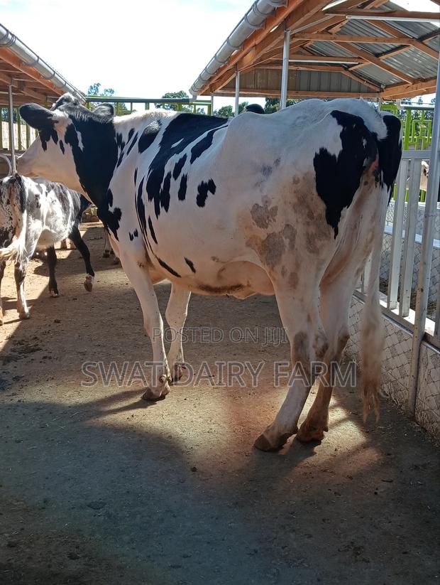 Dairy Farming - main view