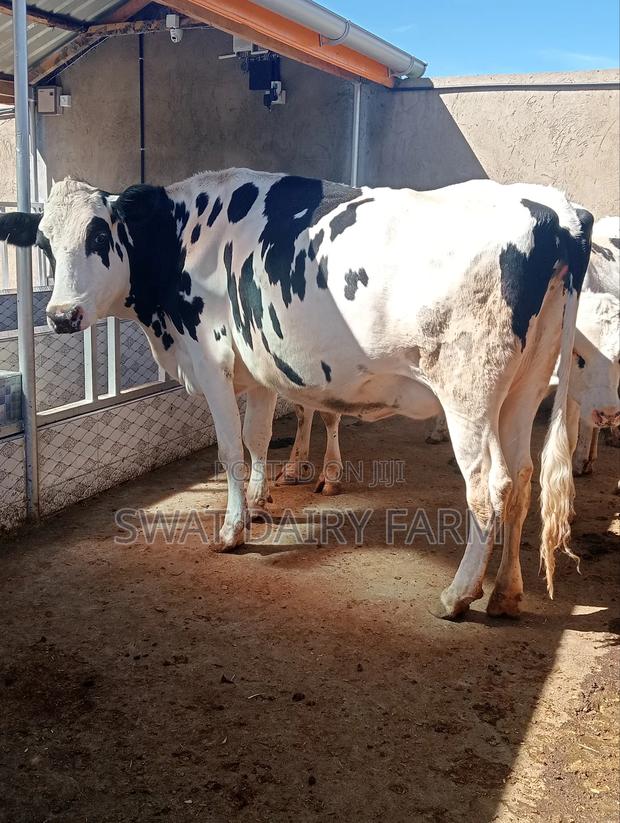 Dairy Farming - thumbnail 2