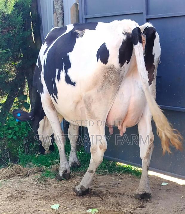 Dairy Farming - thumbnail 3