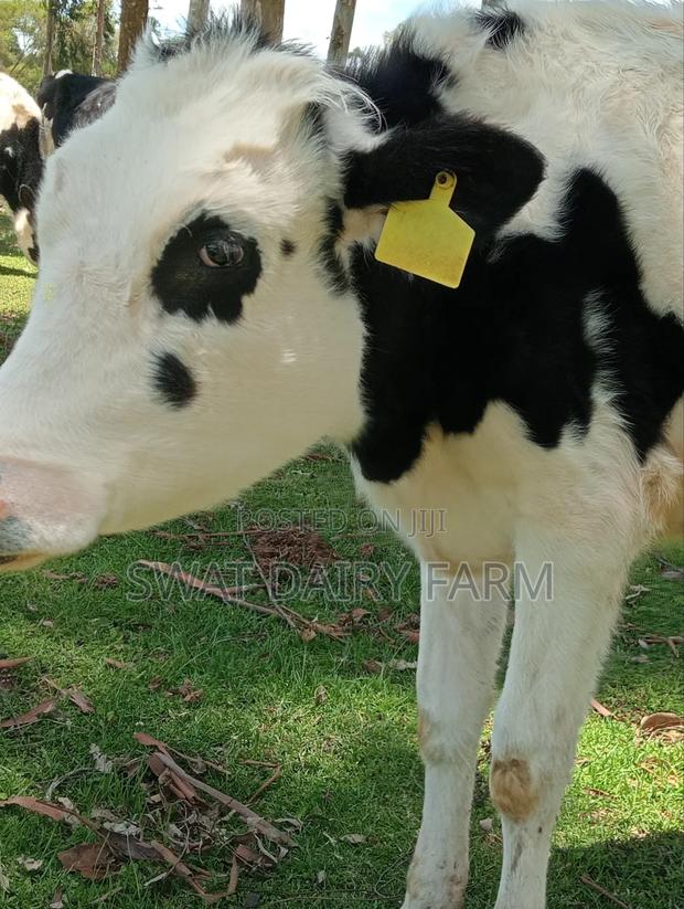 Dairy Farming - thumbnail 4
