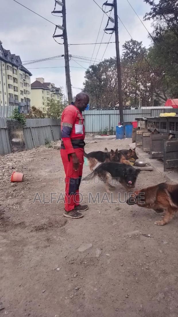 6-12 months Male Purebred German Shepherd - thumbnail 2