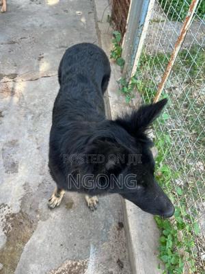 1+ year Female Mixed Breed German Shepherd - thumbnail 2