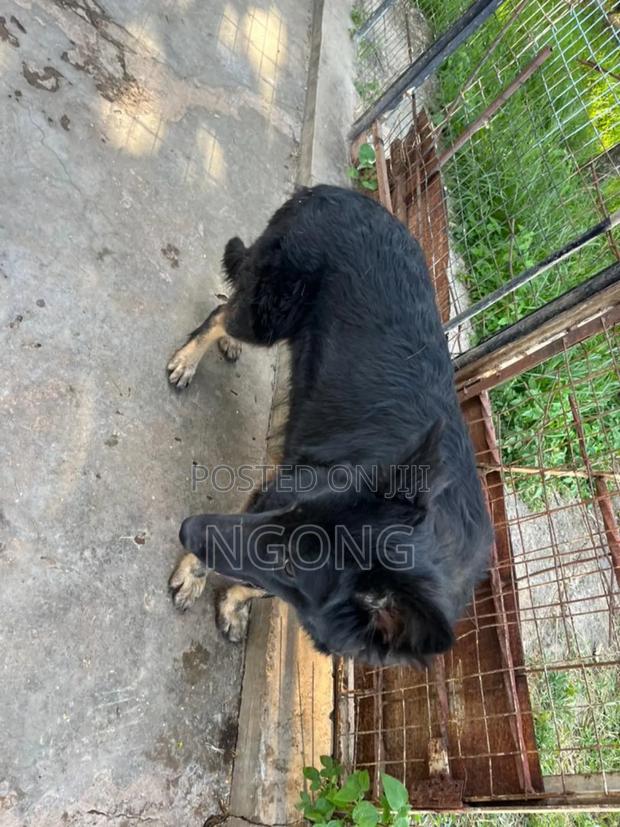 1+ year Female Mixed Breed German Shepherd - thumbnail 3