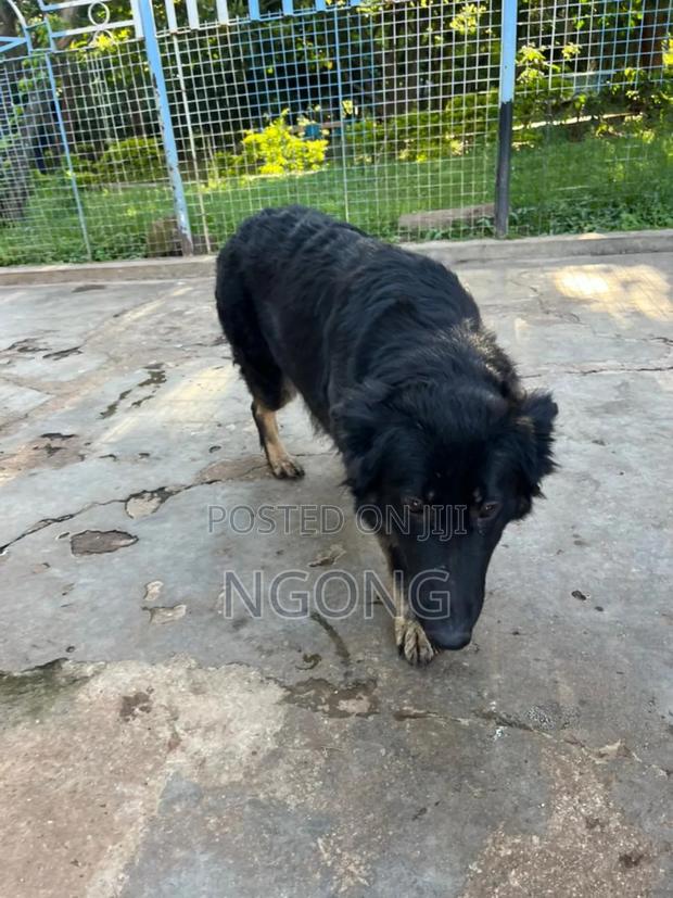 1+ year Female Mixed Breed German Shepherd - thumbnail 4