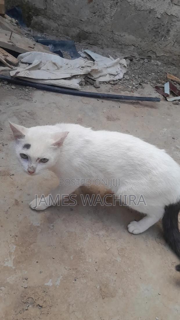 6-12 months Male Mixed Breed Persian