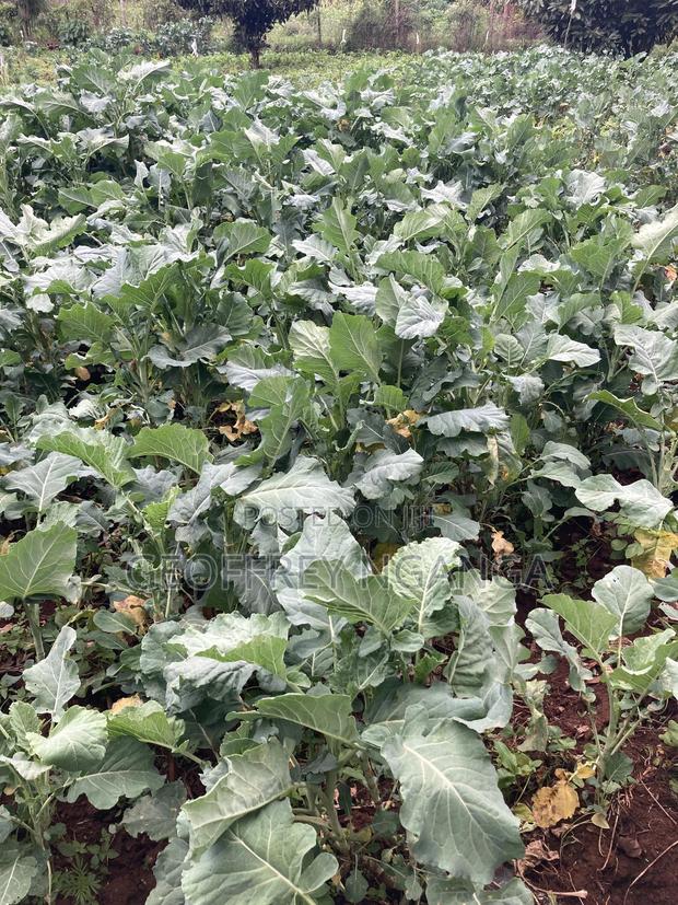 Sukuma Wiki (Kales) - main view