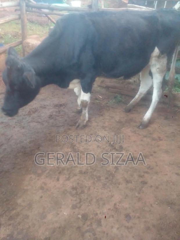 G Ndindi Farm Produce