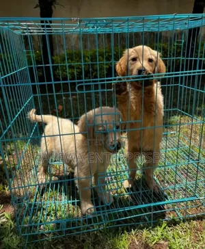 1-3 months Female Purebred Golden Retriever