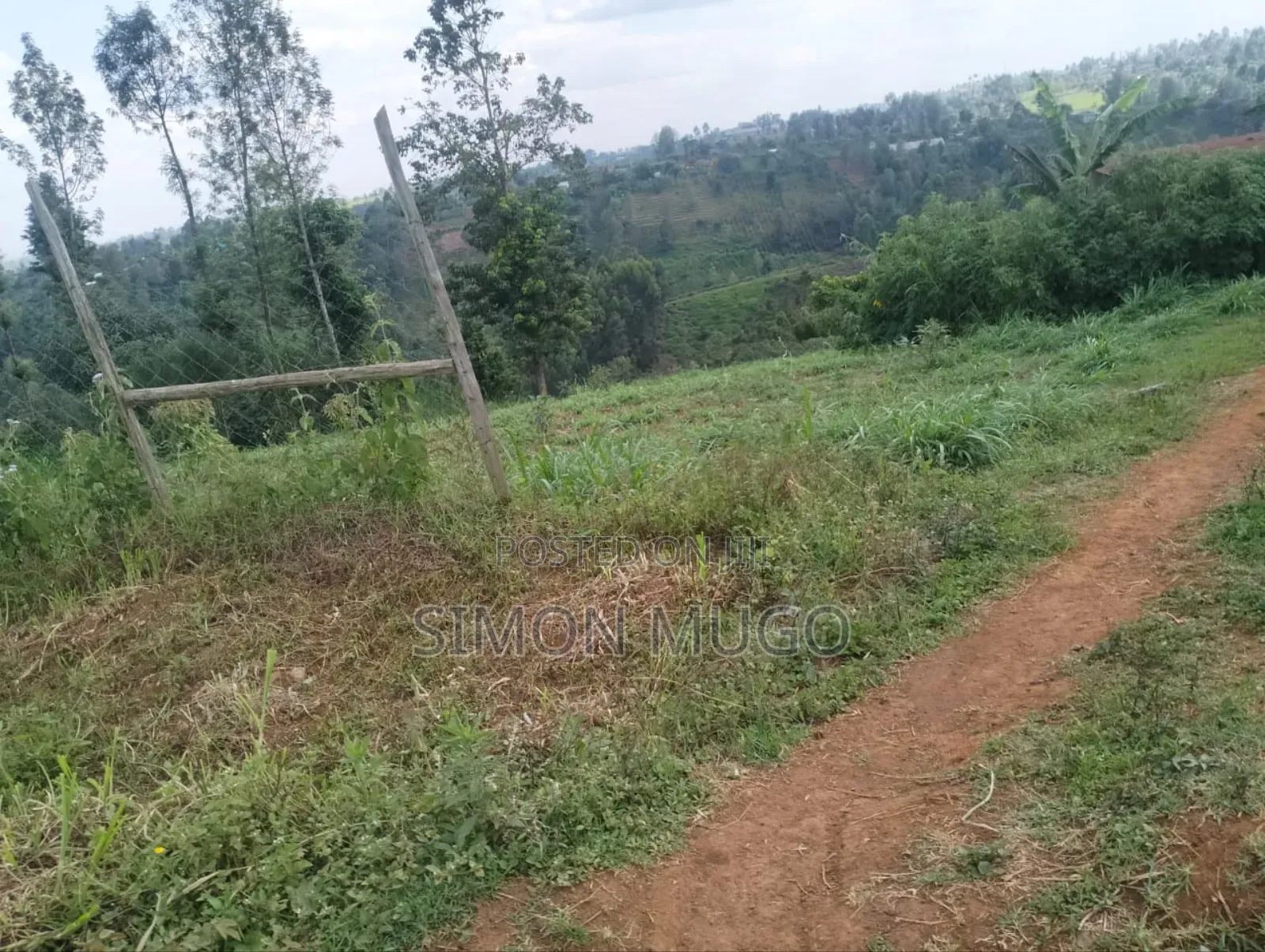Gatundu South Itura-Mīro Prime 8.5 Acres With 20,000 Mature Tea Bushes