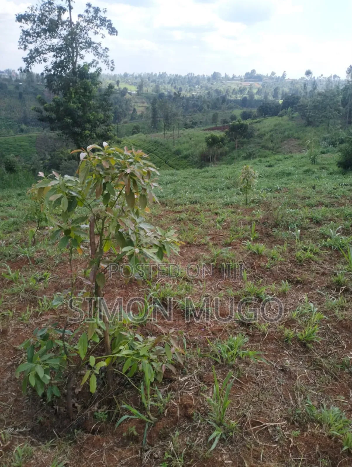Gatundu South Itura-Mīro Prime 8.5 Acres With 20,000 Mature Tea Bushes