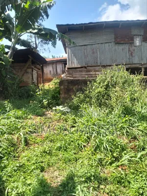 Gatundu South Itura-Mīro Prime 8.5 Acres With 20,000 Mature Tea Bushes