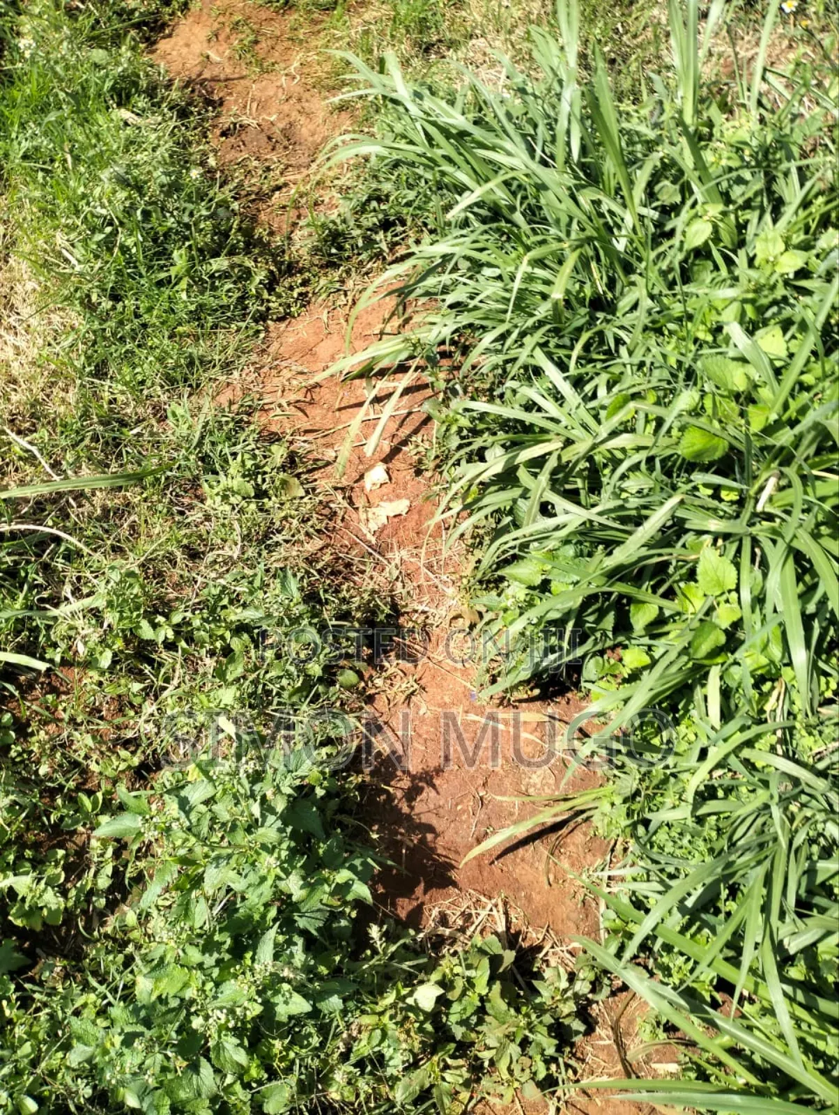 Gatundu South Itura-Mīro Prime 8.5 Acres With 20,000 Mature Tea Bushes