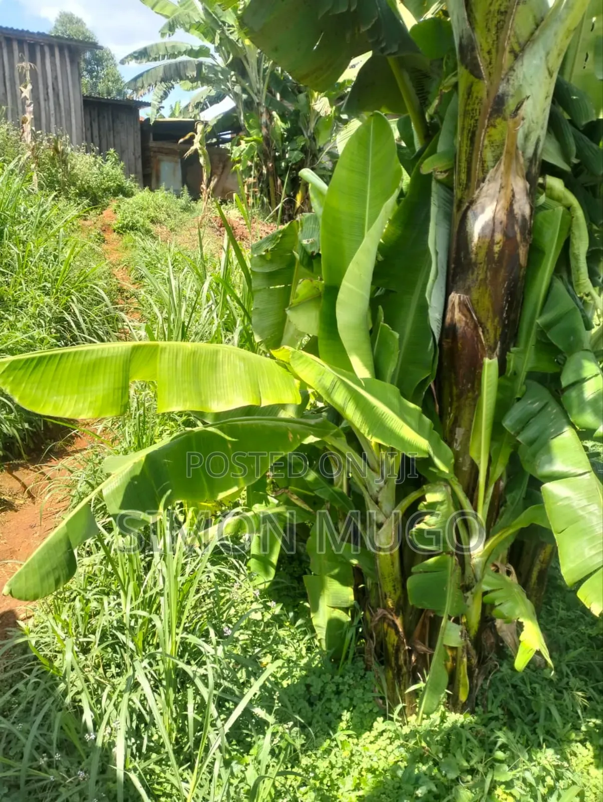 Gatundu South Itura-Mīro Prime 8.5 Acres With 20,000 Mature Tea Bushes