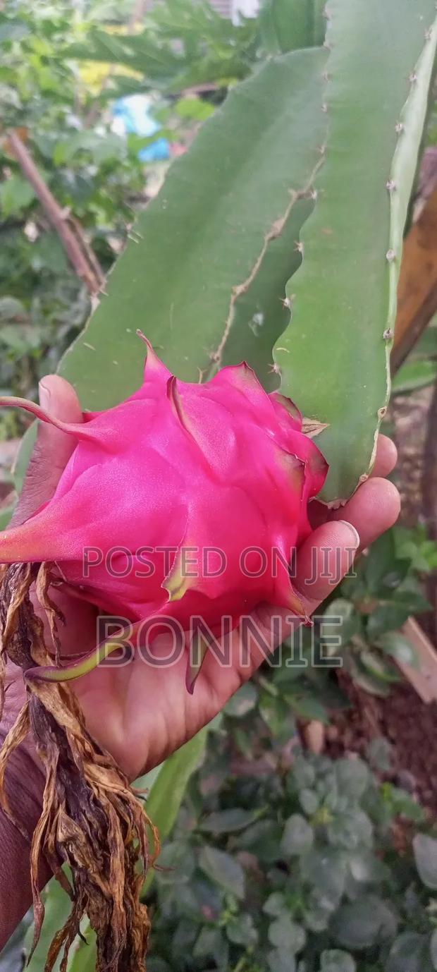 Dragon Fruit Seedlings - main view