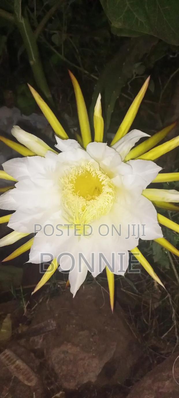 Dragon Fruit Seedlings - thumbnail 2