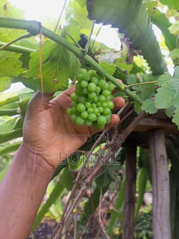 White Grapes Seedlings - main view