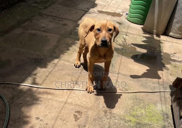 3-6 months Female Purebred Boerboel