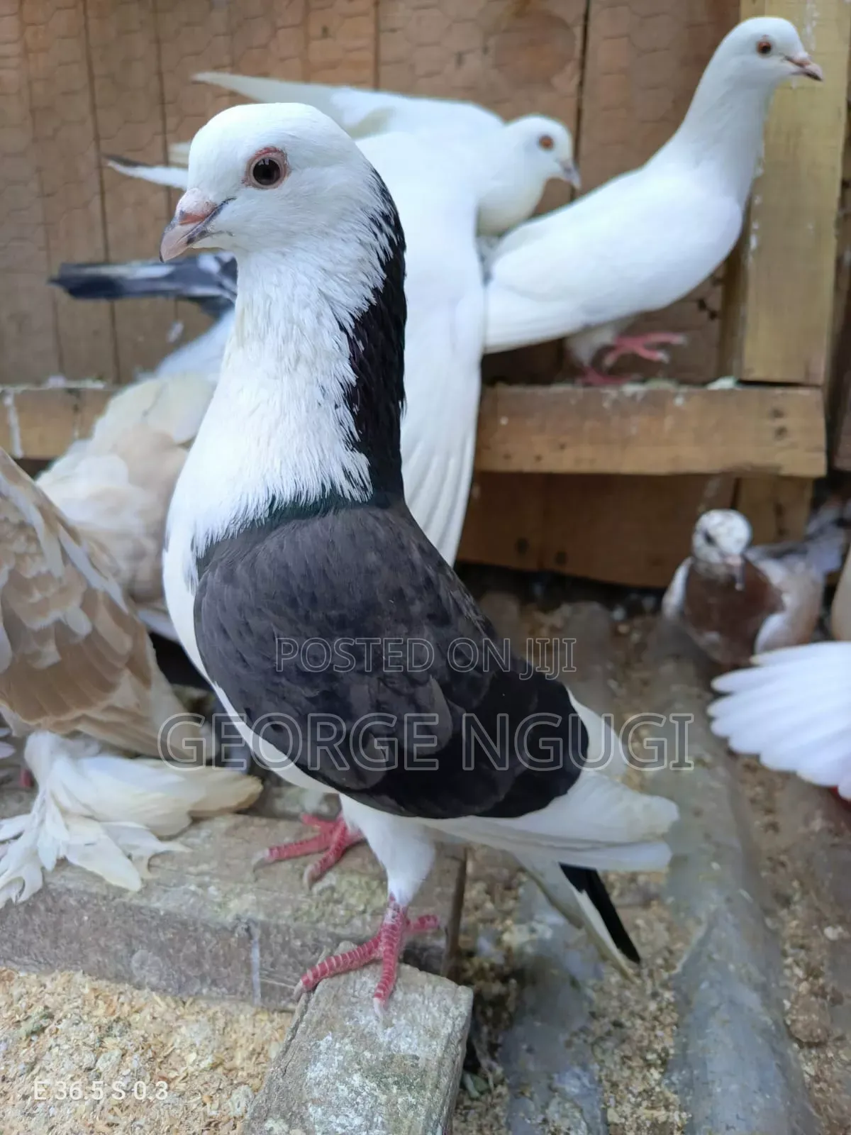 Quality, Good Looking Pigeons for Sale.Ready for a New Home.