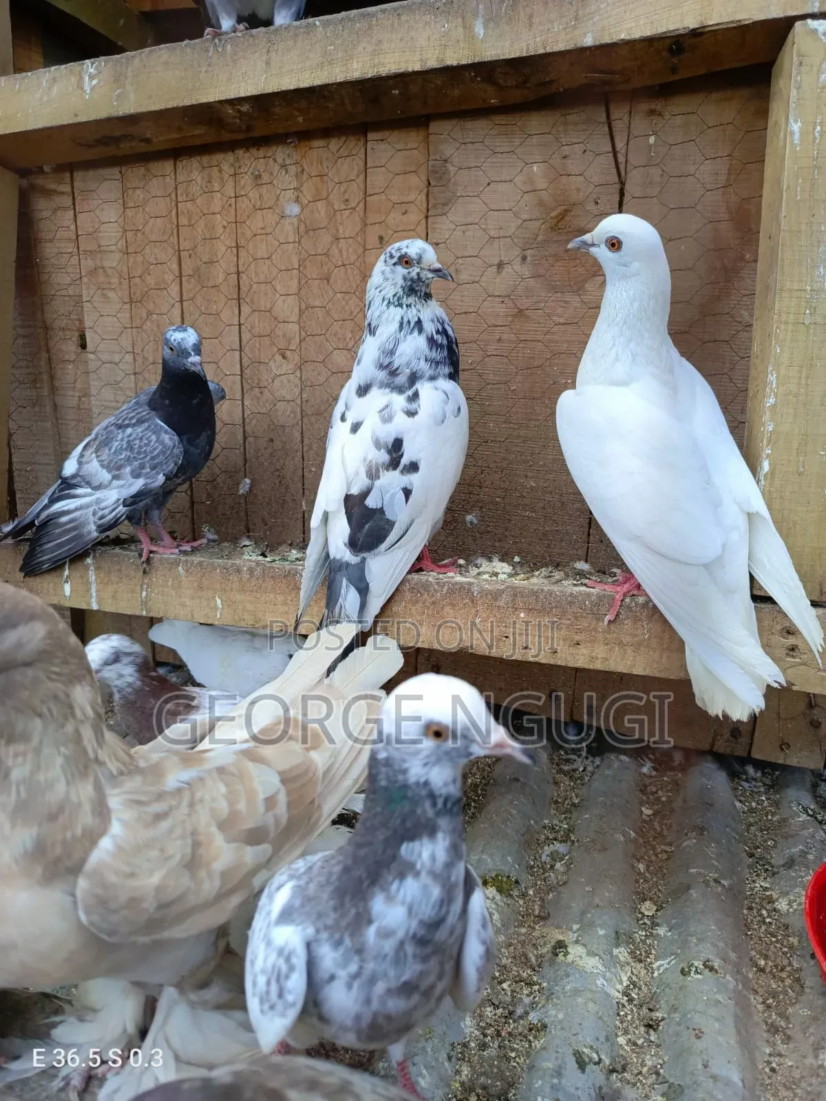 Quality, Good Looking Pigeons for Sale.Ready for a New Home.
