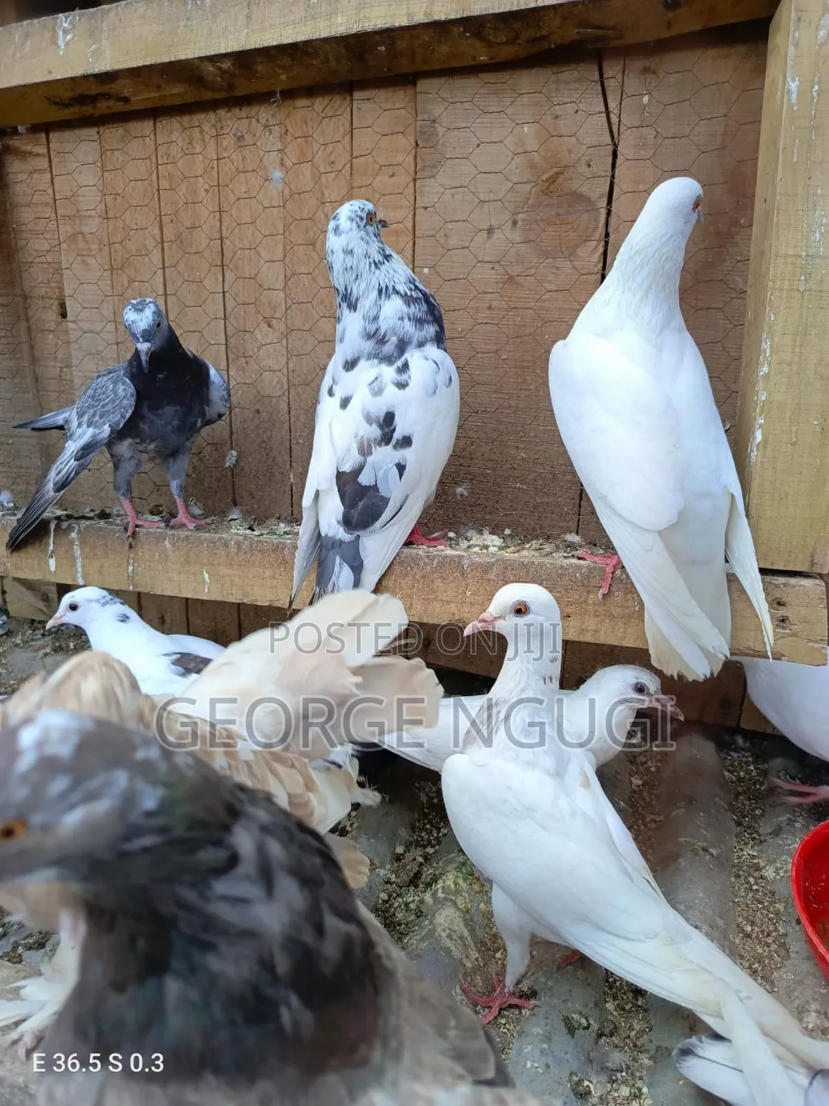 Quality, Good Looking Pigeons for Sale.Ready for a New Home.