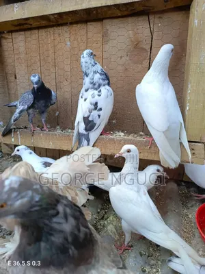 Quality, Good Looking Pigeons for Sale.Ready for a New Home.