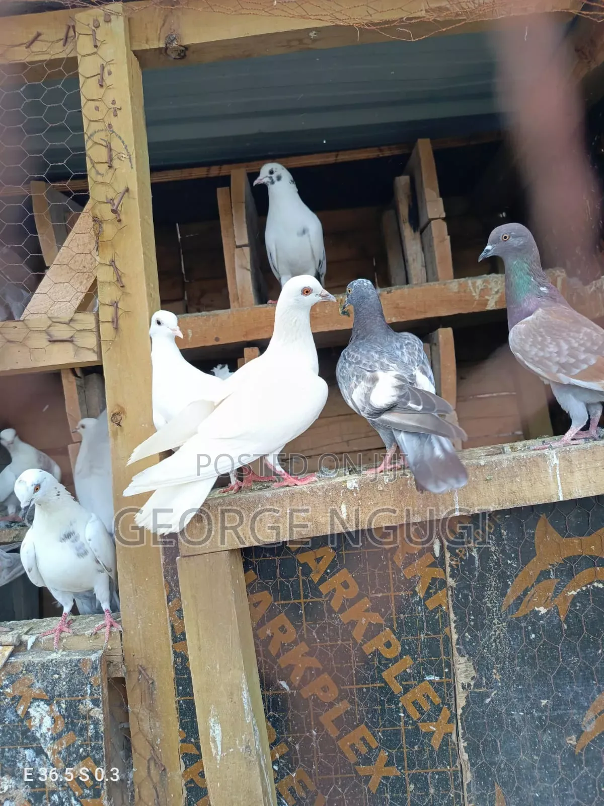 Quality, Good Looking Pigeons for Sale.Ready for a New Home.
