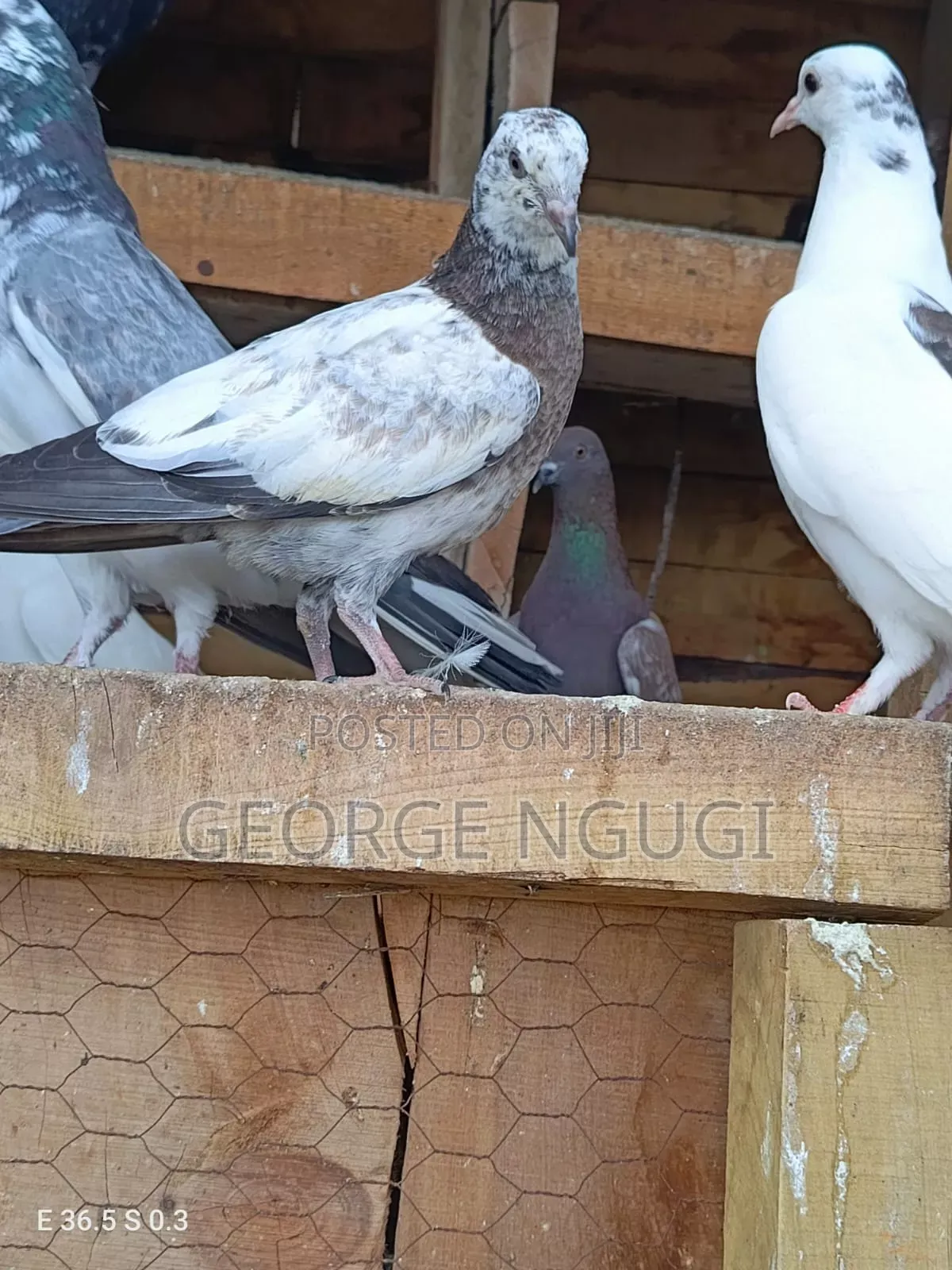 Quality, Good Looking Pigeons for Sale.Ready for a New Home.