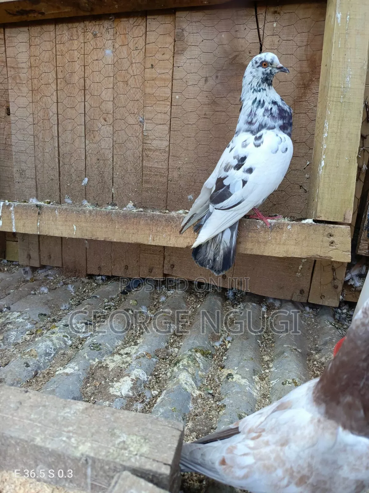 Quality, Good Looking Pigeons for Sale.Ready for a New Home.