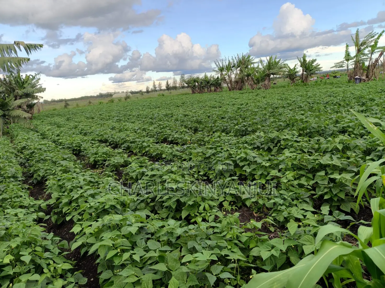 Land for Sale 10.75 AC