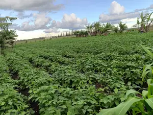 Land for Sale 10.75 AC