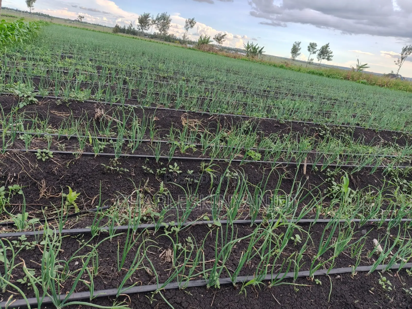 Land for Sale 10.75 AC
