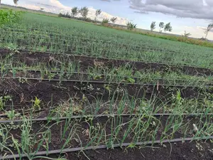 Land for Sale 10.75 AC