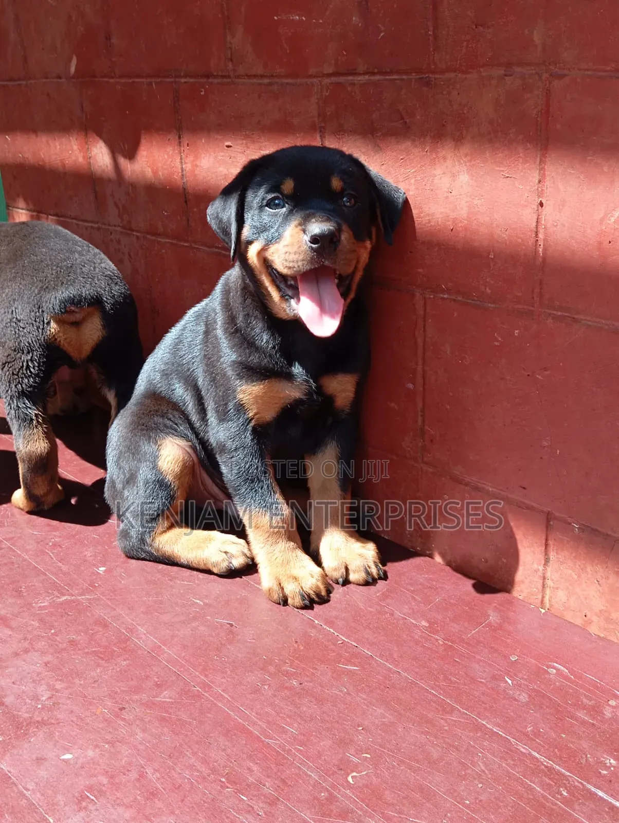 1-3 months Female Purebred Rottweiler