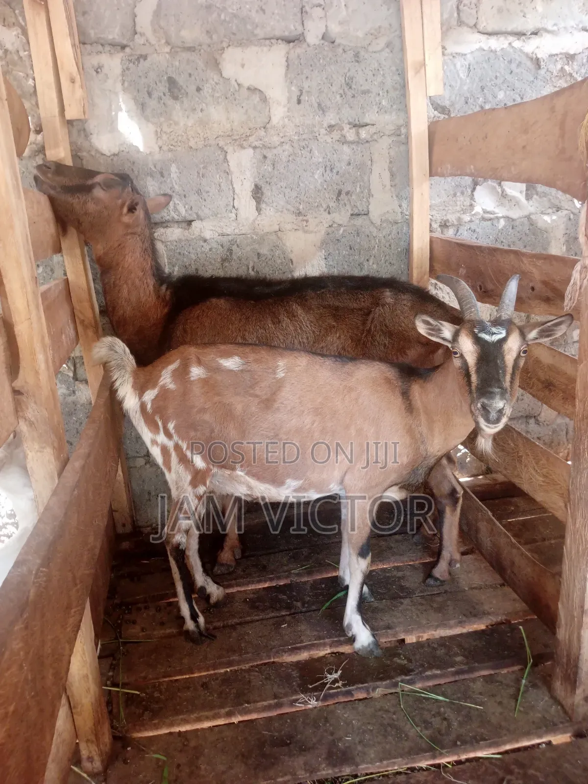 Pedigre Daily Goats Twins and Tripple Breeders