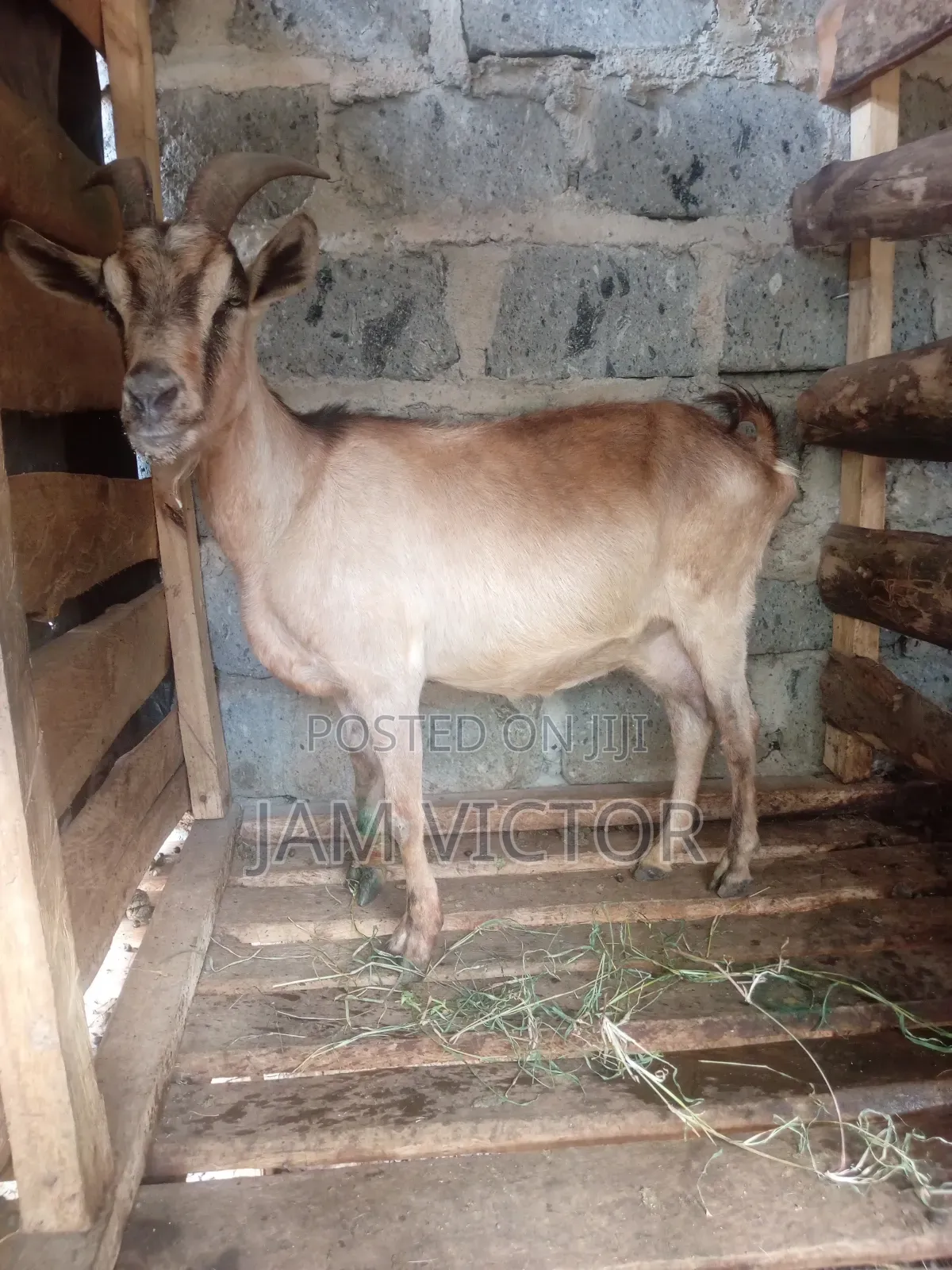 Pedigre Daily Goats Twins and Tripple Breeders