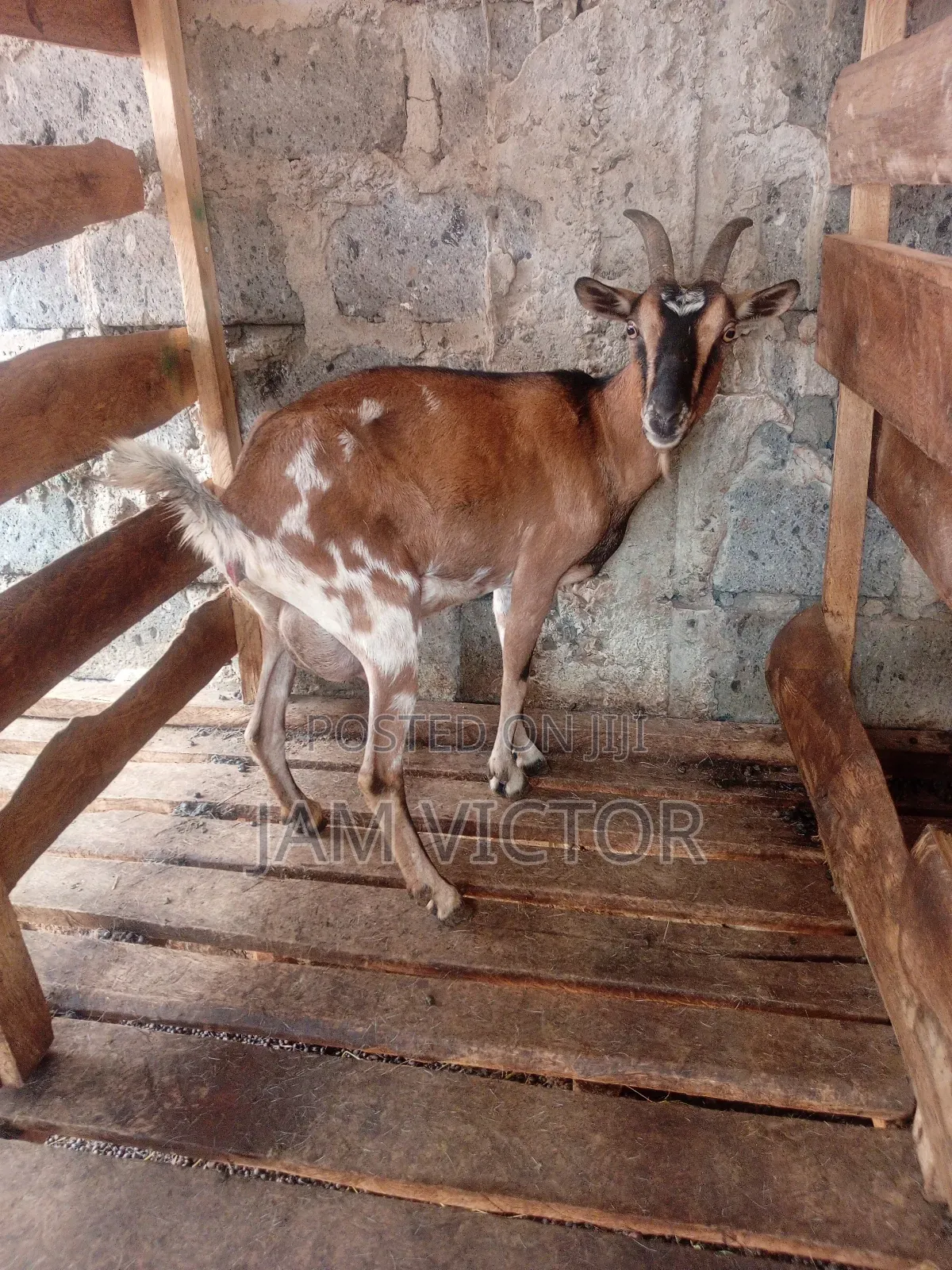 Pedigre Daily Goats Twins and Tripple Breeders